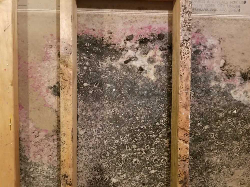 Mold Services